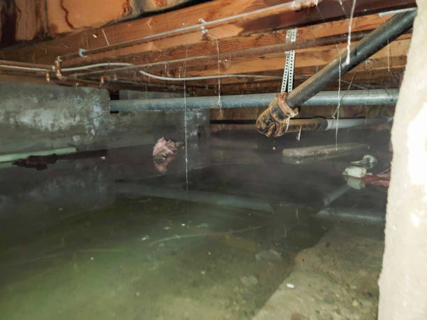 Best Flood damage cleanup  in Indiantown, FL
