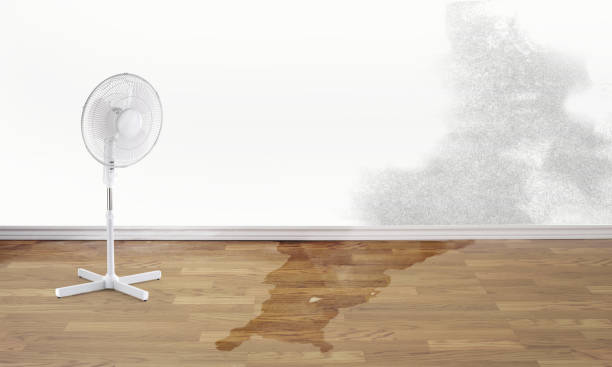 Best Water damage contractors near me  in Indiantown, FL